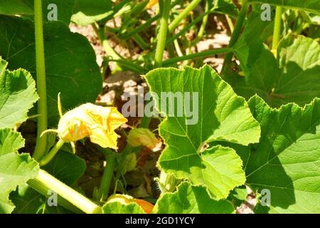 Zucchini Blossoms Within Green Leaves Summertime Stock Photo