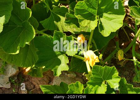 Zucchini Blossoms Within Green Leaves Summertime Stock Photo