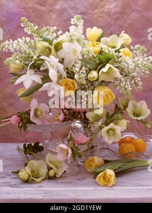 botany, tulips, hellebores, ADDITIONAL-RIGHTS-CLEARANCE-INFO-NOT-AVAILABLE Stock Photo