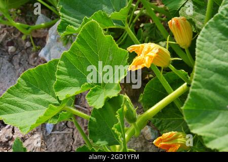 Zucchini Blossoms Within Green Leaves Summertime Stock Photo