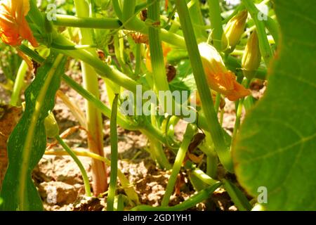 Zucchini Blossoms Within Green Leaves Summertime Stock Photo