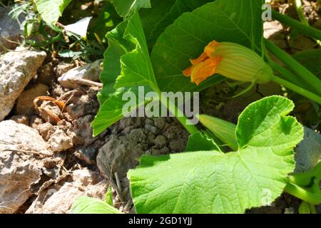 Zucchini Blossoms Within Green Leaves Summertime Stock Photo