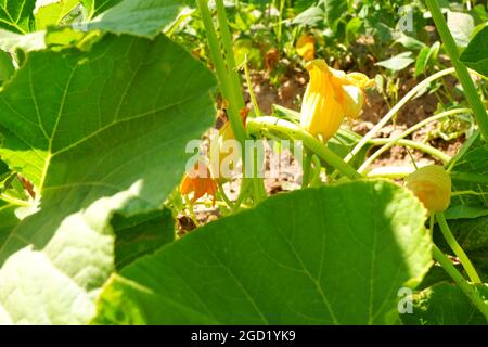 Zucchini Blossoms Within Green Leaves Summertime Stock Photo