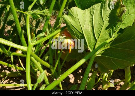 Zucchini Blossoms in Bud  Within Green Leaves Summertime Stock Photo
