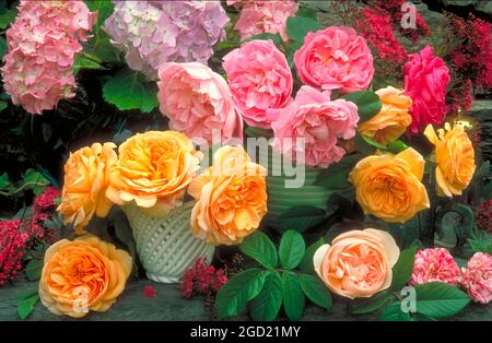 botany, roses and hydrangea in vases, ADDITIONAL-RIGHTS-CLEARANCE-INFO-NOT-AVAILABLE Stock Photo