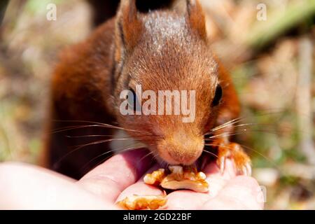 Red squirrel eats nuts from a person's hand in the forest Stock Photo