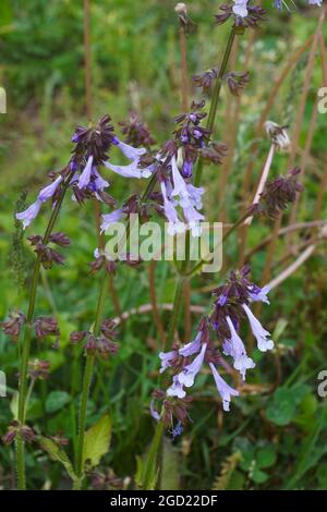 Lyra leaf sage (Salvia lyrata). Called Wild sage and Cancerweed also. Stock Photo