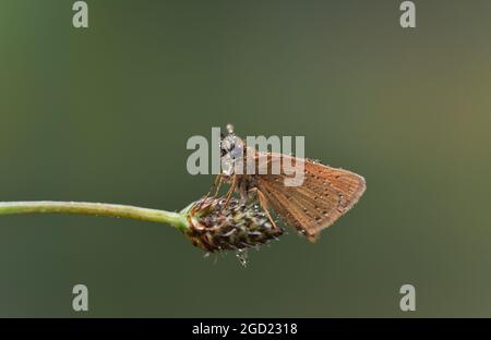 Dingy swift butterfly on a flower bud on a blurred background Stock Photo