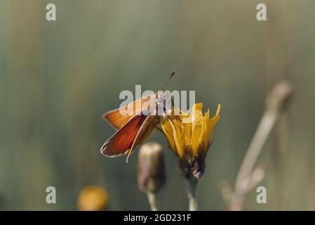 Dingy swift butterfly on a flower on a blurred background Stock Photo