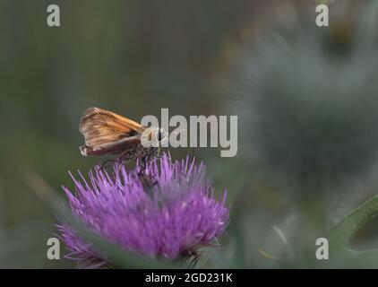 Dingy swift butterfly on a flower bud on a blurred background Stock Photo