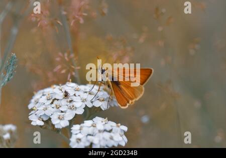 Dingy swift butterfly on a flower on a blurred background Stock Photo