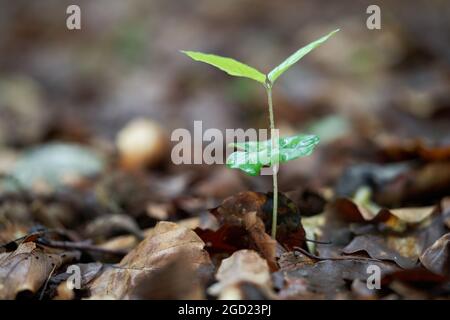 Selective focus of young Fagus sylvatica in the forest. Known as European beech or common beech. Sprouting beech tree in the leaves. Stock Photo