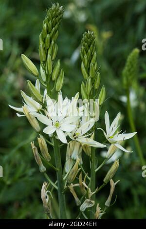White Camassia leichtlinii alba or great camas. Herbaceous perennial plant that grows from a bulb. AKA Camas Lily. Stock Photo