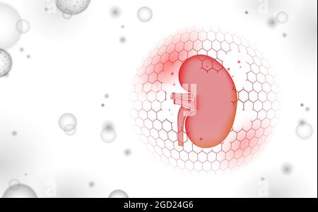 Low poly 3D human kidney shield protect. Medicine recovery technology drug medicine concept. Vector illustration Stock Vector