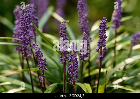 Liriope Muscari (Blue Lily Turf) Evergreen perennial, flowering Summer to Autumn (Fall), in sun or light shade. Ground cover and rabbit resistant. Stock Photo