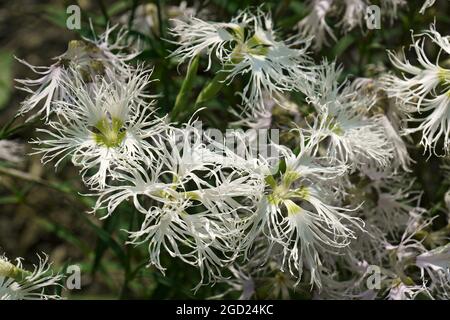 Fringed pink (Dianthus superbus). Called Large pink also. Stock Photo