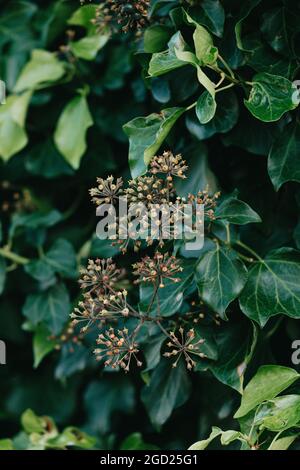 Vertical shot of a common ivy bush with green leaves and flower buds Stock Photo