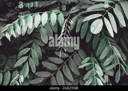 Beautiful nature texture. Green acacia forest background with leaves Stock Photo