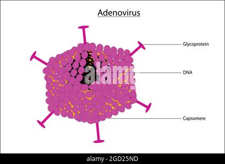 Biological illustration of adenovirus, typical and basic anatomy of adenovirus, labeled diagram structure of adenovirus Stock Vector