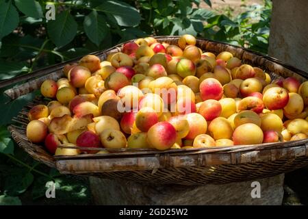 Apricots in a bamboo basket. Stock Photo