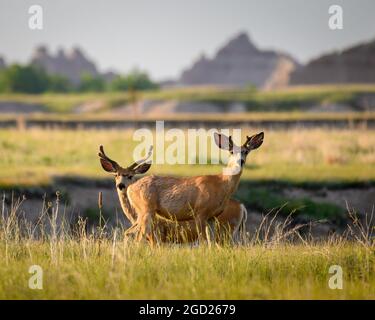 Young mule deer bucks in Badlands National Park, South Dakota. Stock Photo