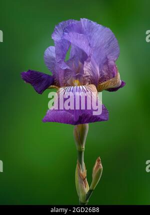 Heirloom Iris Stock Photo
