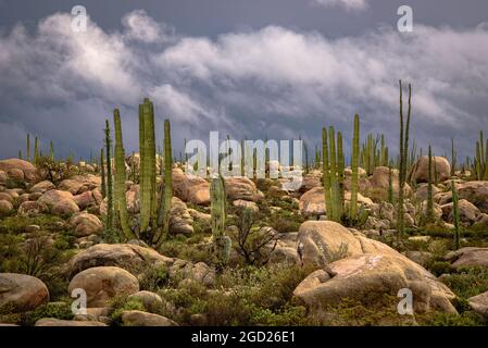 Boojum trees and Cardon cactus; Valle de Cirios Area Protegida, Baja California, Mexico. Stock Photo