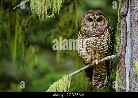 Northern Spotted Owl in old-growth forest; Willamette National Forest, Cascade Mountains, Oregon, USA. Stock Photo