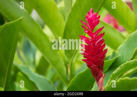 Red ginger at Velas Vallarta Hotel, Puerto Vallarta, Jalisco, Mexico. Stock Photo