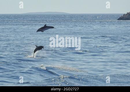 A pod of dolphins in the aegean sea between the Greek islands of Rhodes and Halki. Stock Photo