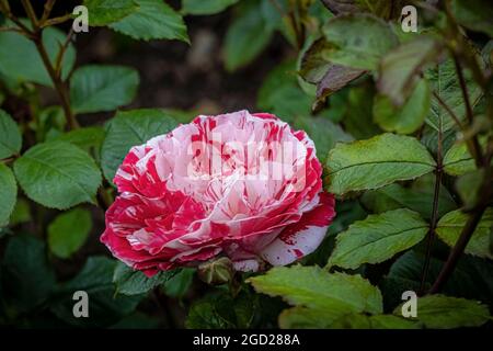 Rosa Scentimental Floribunda Rose growing in a garden. Stock Photo