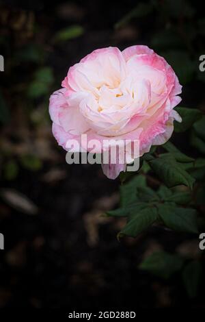 Rosa English Miss growing in a garden. Stock Photo