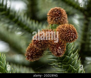 A cluster of male cones on a Monkey Puzzle Tree Stock Photo