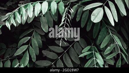 Beautiful nature texture. Green acacia forest background with leaves Stock Photo