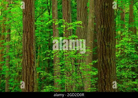 a exterior picture of an Pacific Northwest rainforest with Douglas fir trees Stock Photo