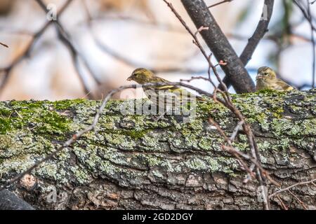 Eurasian siskin female, latin name spinus spinus, sitting on branch of tree. Cute little yellow songbird. Bird in wildlife. Stock Photo