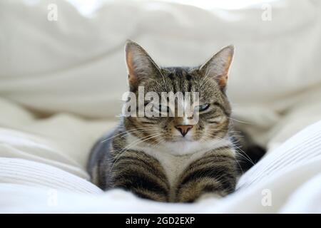 Cute cat on bed in natural light Stock Photo