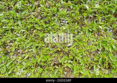 Natural green leaves wall background. Stock Photo