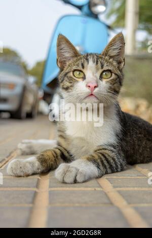 portrait of young gray tabby shorthair cat, european common cat, Stock Photo