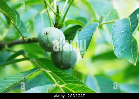 Walnuts in a green shell and leaves on a branch. Stock Photo