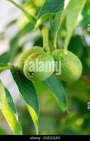 Walnuts in a green shell and leaves on a branch. Stock Photo