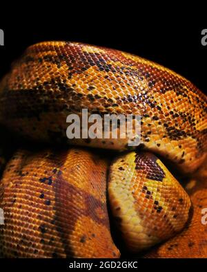 python or boa snake body in close up with black background Stock Photo