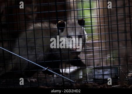https://l450v.alamy.com/450v/2gd2hd2/opossum-caught-in-cage-live-trap-pest-control-wild-animal-trapping-and-relocating-2gd2hd2.jpg