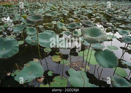 the atmosphere in the park has lotus flowers and waterlily garden nature colorful landscape botany botanical vegetation  potted plant ornamental green Stock Photo