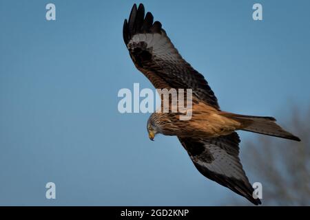 Red Kite in Flight UK Stock Photo