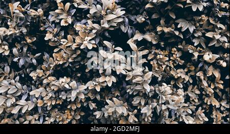 Beautiful dark green bush texture. Abstract branches for banner concept. Leaves background Stock Photo