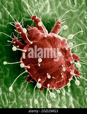 The red palm mite, Raoiella indica, an invasive species in the Caribbean (Magnified about 300x.) Stock Photo