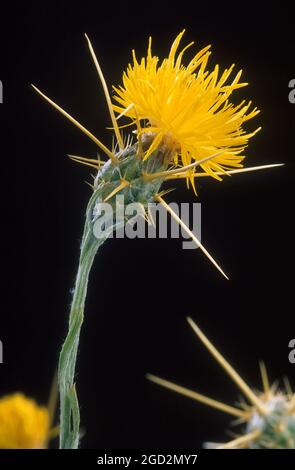 Close-up of  Yellow Star-thistle (Centaurea solstitialis) Stock Photo