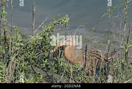 Near-threatened Ridgway's Rail feasts on crab ca. 22 February 2018 Stock Photo