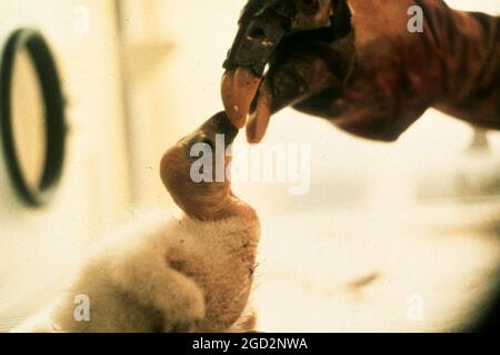 A worker using a condor puppet with a baby condor ca. 9 February 2018 Stock Photo